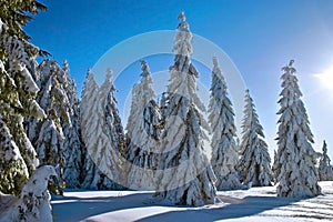 Winter conifers photo