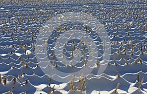 Winter Corn Field