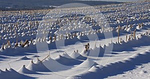 Winter Corn Field