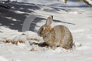 Winter Cottontail photo