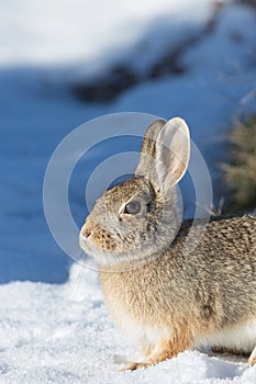Winter Cottontail Rabbit