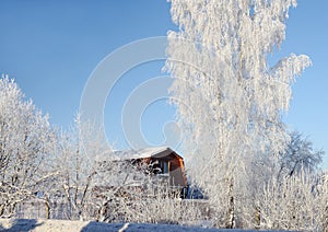 Winter country landscape, bare tree covered with hoar-frost