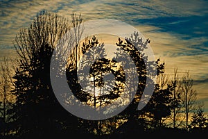 A winter country landscape with trees silhouettes in sunset