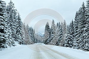 Winter country road with fir forest (overcast day).