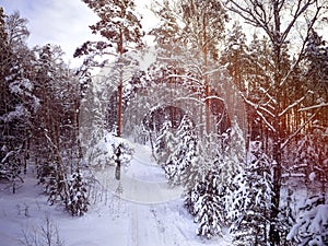 Winter country road in forest. Trees in snow. Cloudy sky