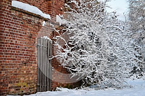 Winter on countryside, snow covering tree.