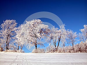 Winter countryside idyllic scene of a snowy field on a hill with trees on the top and hoar frost taken in Austria on