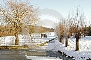 Winter in the countryside from the Netherlands