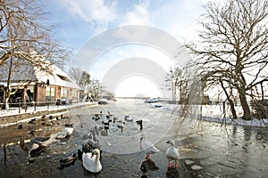 Winter in the countryside from the Netherlands