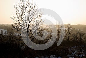 Winter countryside panorama wit tree silhouette in sunset