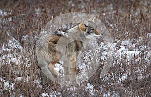 Winter Coyote