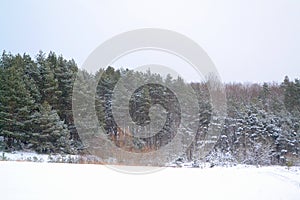 Winter cozy background. Forest idyll. Snow-white nature