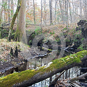 Winter on the Creek - Island Creek Forest Walk