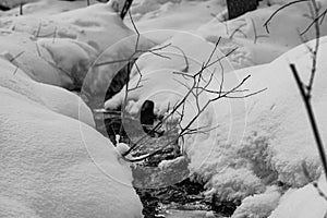 Winter creek with pieces of ice in the forest