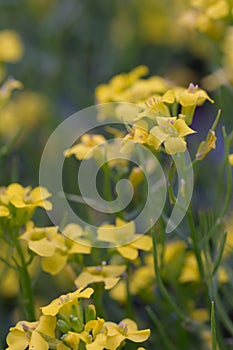 Winter cress Barbarea rupicola, pale yellow flowers in Corsica