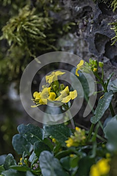 Winter cress Barbarea rupicola, yellow flowering plant in Corsica