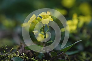 Winter cress Barbarea rupicola, yellow flowering plant in Sardinia