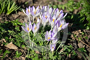 Winter crocus flowers in bloom February 2020