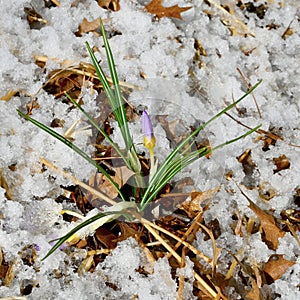 Winter Crocus in Snowy Ground