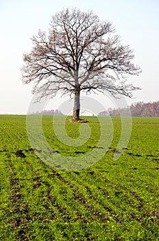Winter crop field and tree in autumn