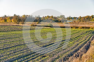 Winter crops growth on the field