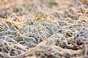 Winter crops under first snow.