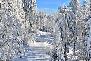 Winter cross country trail