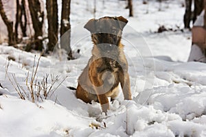 Winter cur dog portrait