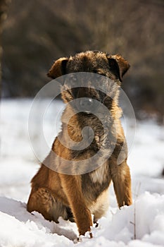 Winter cur dog portrait