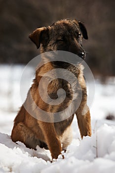 Winter cur dog portrait