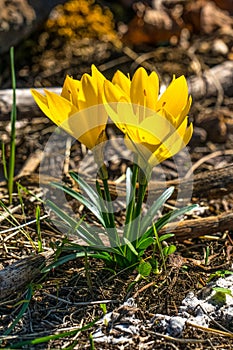 Winter Daffodil sternbergia lutea growing wild in Sicily, Ital photo