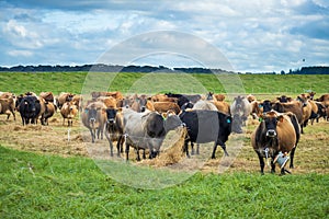 Winter Dairy Herd Feeding