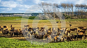 Winter Dairy Herd Feeding New Zealand