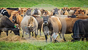 Winter Dairy Herd New Zealand