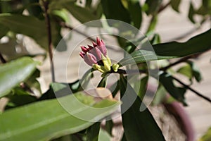 Budding Winter Daphne Plant