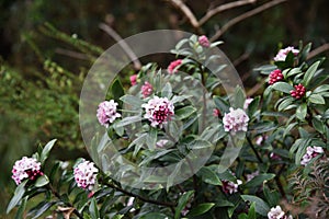 Winter daphne flowers photo