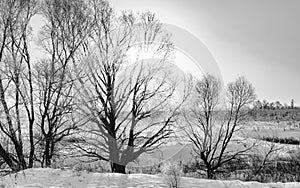 Winter dawn with trees in hoarfrost.