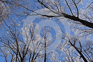 Winter day in forest. Trees covered with hoarfrost in january