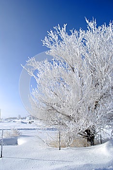 Winter Day Frosty Tree Blue Sky
