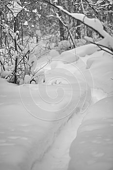 Winter day, narrow path in snowy forest