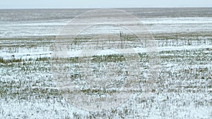 Winter Day Over Misty Grassland Covered With Frost. Snow-Covered Grass In Wild. Space For Text.