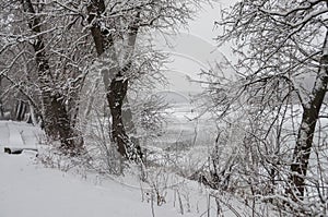 Winter day. River frozen - covered with ice and naked trees covered with white snow on there branches. Walking on nature