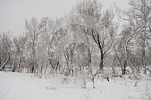 Winter day. River frozen - covered with ice and naked trees covered with white snow on there branches. Walking on nature