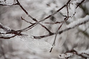 Winter day. River frozen - covered with ice and naked trees covered with white snow on there branches. Walking on nature