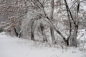 Winter day. River frozen - covered with ice and naked trees covered with white snow on there branches. Walking on nature