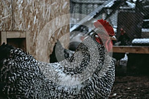 Winter day, rooster, chickens, close-up photo, bird.