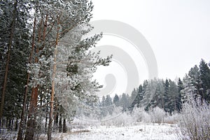 Winter day, snow forest, frosty pictures on trees. Trees in the snow and haze. Winter forest frost fog. Trunks of trees with branc