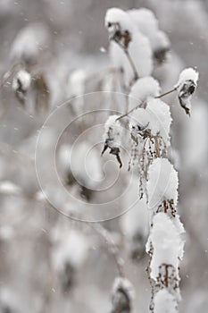 Winter day, stalks of dry grass under the snow