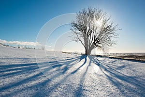 Winter day, tree with shadow and sun, Iceland