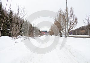 Winter day. Trees under the snow. Nature in the city. Urban environment. After a snowfall